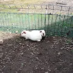 Szalas Z Jacuzzi, Blisko Swieradow Zdroj I Zamek Czocha * Mirsk