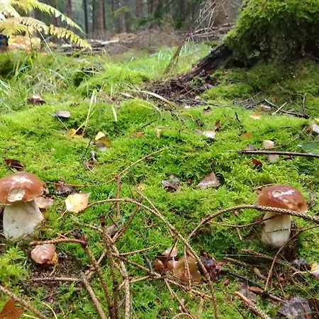 Glamping Szalas Z Jacuzzi, Blisko Swieradow Zdroj I Zamek Czocha *