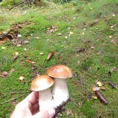 Szalas W Gorach Izerskich, Blisko Swieradow Zdroj I Zamek Czocha, Agroturystyka, Ogrzewanie, Klimatyzacja , Plac Zabaw, Ognisko Z Rusztem I Kijkami, Zywe Zwierzeta, Latem Basen Mirsk