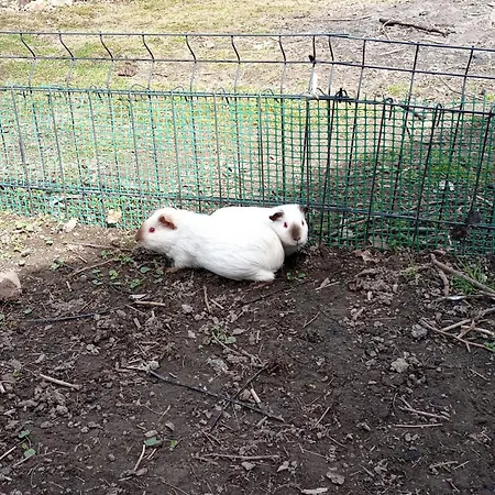 Szałas W Górach Izerskich, Blisko świeradów Zdrój I Zamek Czocha, Agroturystyka, Ogrzewanie, Klimatyzacja , Plac Zabaw, Ognisko Z Rusztem I Kijkami, żywe Zwierzęta, Latem Basen * Mirsk