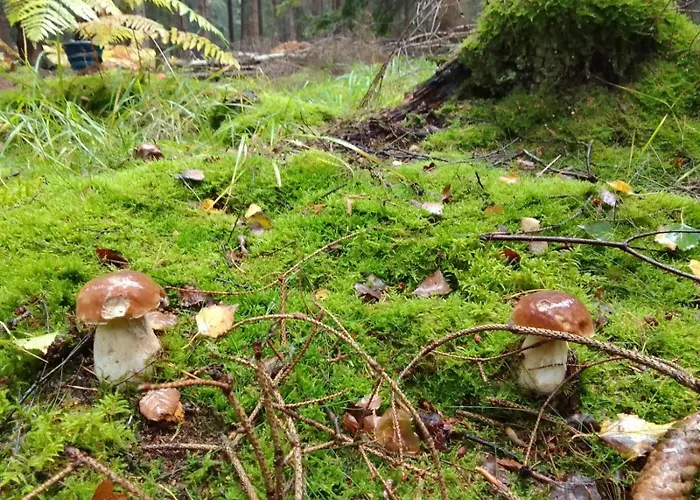 Luxuszelt Szalas Z Jacuzzi, Blisko Swieradow Zdroj I Zamek Czocha *