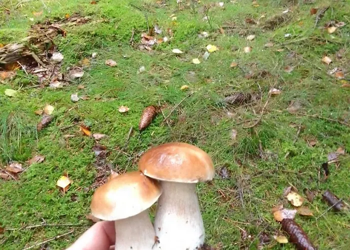 Szalas Z Jacuzzi, Blisko Swieradow Zdroj I Zamek Czocha Mirsk