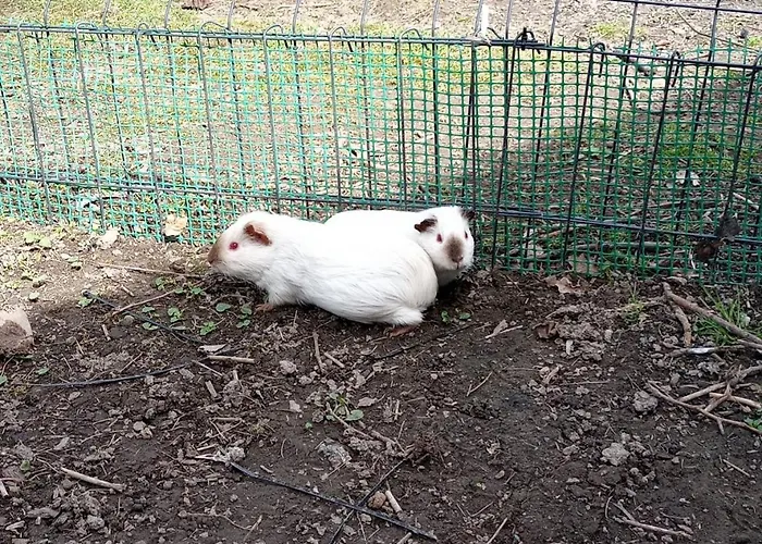 Szalas Z Jacuzzi, Blisko Swieradow Zdroj I Zamek Czocha * Mirsk